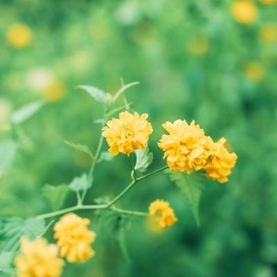 为应对人手不足 日本北海道开始智能送货机器人的实证试验